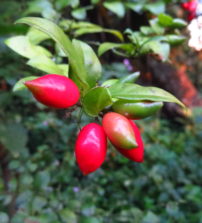 Carissa bispinosa fruit